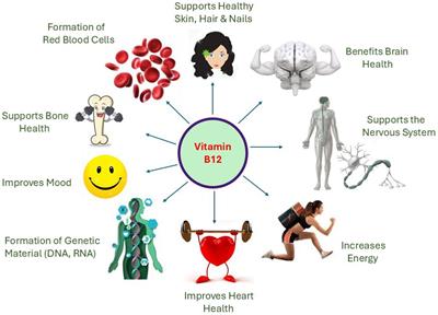 Comparative bioavailability study of supplemental oral Sucrosomial® vs. oral conventional vitamin B12 in enhancing circulatory B12 levels in healthy deficient adults: a multicentre, double-blind randomized clinical trial